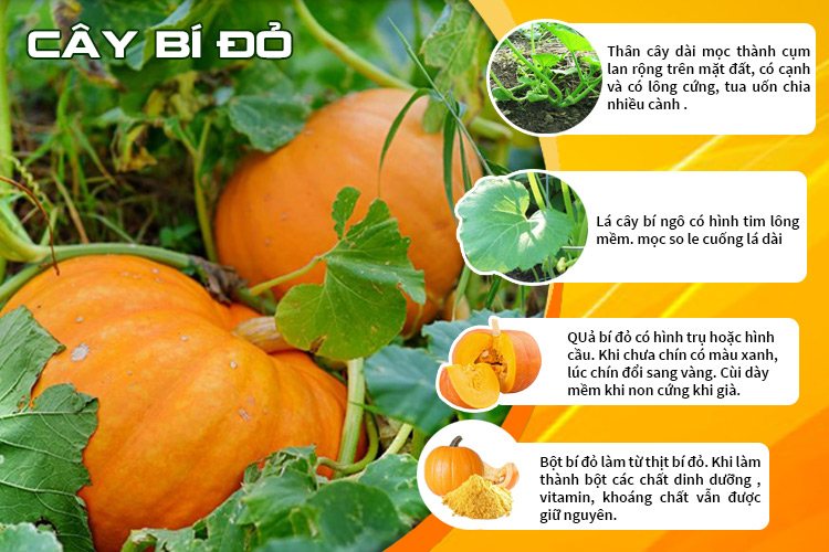 Bột bí đỏ khô nguyên chất